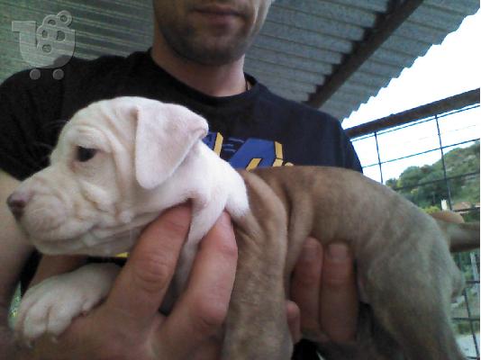 πωλουνται κουταβια πιτ μπουλ